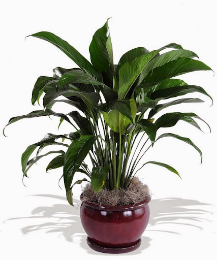 Florist «Walter Knoll Florist», reviews and photos, 14751 Manchester Rd, Ballwin, MO 63011, USA