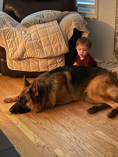 Dog Trainer «K9 Penn Dog Training Services», reviews and photos, 475 Sandy Ln, Surfside Beach, SC 29575, USA