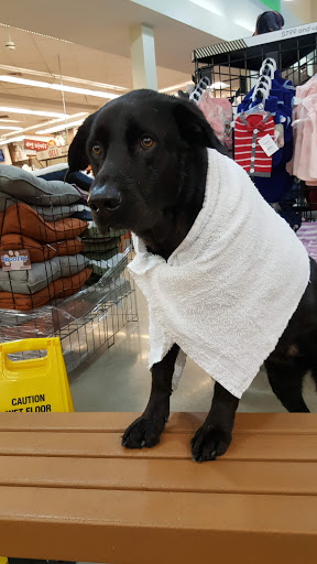 Pet Supply Store «Pet Food Express», reviews and photos, 320 S Lake Ave, Pasadena, CA 91101, USA