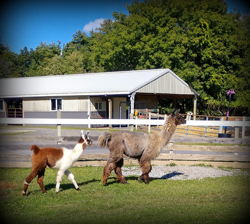 Farm «Dakota Ridge Farm», reviews and photos, 189 E High St, Ballston Spa, NY 12020, USA