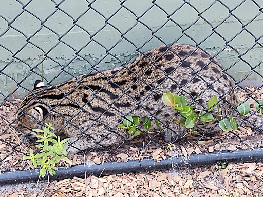 Tourist Attraction «Panther Ridge Conservation Center», reviews and photos, 14755 Palm Beach Point Blvd, Wellington, FL 33414, USA