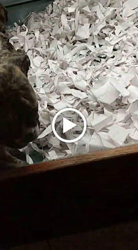 Pet Store «Pet Fair», reviews and photos, 1201 Lake Woodlands Dr, Spring, TX 77380, USA