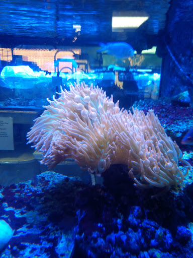 Tropical Fish Store «Quantum Reefs», reviews and photos, 7025 Brookfield Plaza, Springfield, VA 22150, USA