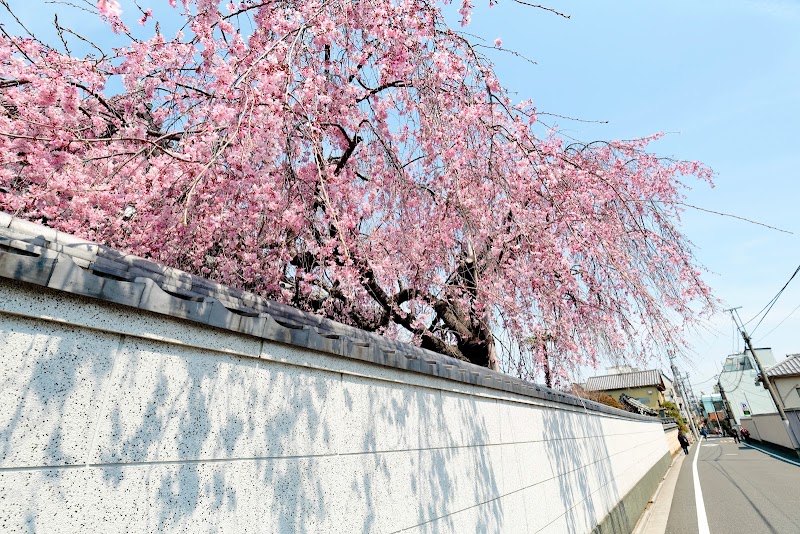 本覚山自性院(愛染寺)の枝垂れ桜