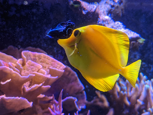 Aquarium «St. Lucie County Aquarium», reviews and photos, 420 Seaway Dr, Fort Pierce, FL 34949, USA