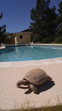 Diamond Lils Pool Service - Photo 2 - Car repair in Henderson, NV, Henderson