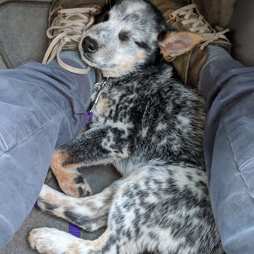 Tourist Attraction «Fremont Troll», reviews and photos, Troll Ave N, Seattle, WA 98103, USA