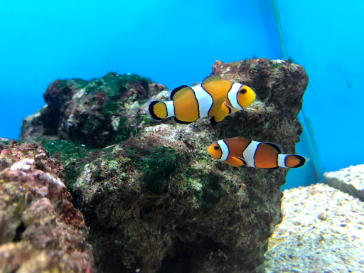 Pet Supply Store «Petco Animal Supplies», reviews and photos, 10663 Valley Blvd b, El Monte, CA 91731, USA