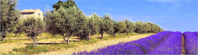L'Immobilière Bleue à Salon-de-Provence