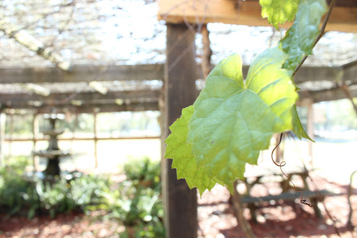 Winery «Dakotah Vineyards & Winery», reviews and photos, 14365 US-19, Chiefland, FL 32626, USA