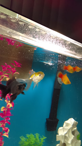 Pet Supply Store «PetSmart», reviews and photos, 1411 S Harbor Blvd, Fullerton, CA 92832, USA