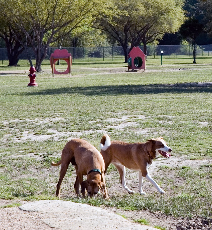 Clark County Dog Park - Desert Breeze Park