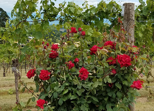 Winery «Benton-Lane Winery», reviews and photos, 23924 Territorial Rd, Monroe, OR 97456, USA