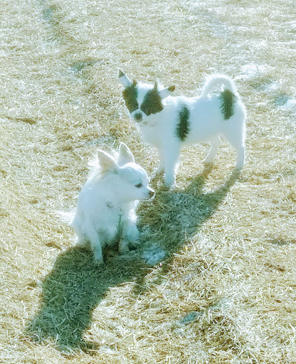 Pet Supply Store «Natural Pet Center», reviews and photos, 3037 13th Ave S, Fargo, ND 58103, USA