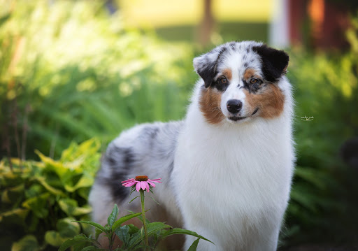 Photo of Watermark Australian Shepherds