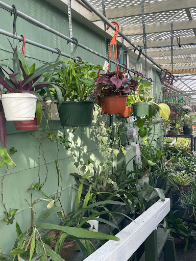 Florist «Thai-Rific Orchids Inc», reviews and photos, 5313 Gulfport Blvd S, Gulfport, FL 33707, USA