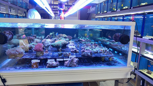Tropical Fish Store «BluReef Aquarium», reviews and photos, 2198 Flatbush Ave, Brooklyn, NY 11234, USA