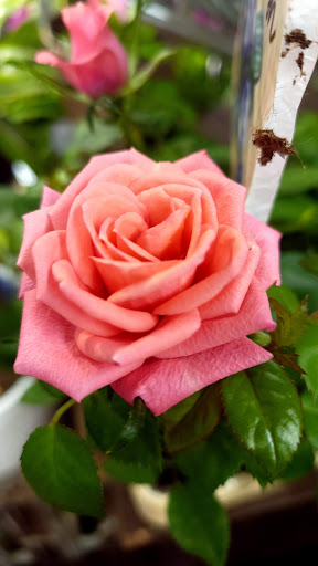 Shopping Mall «Canyon Crest Towne Centre», reviews and photos, 5227 Canyon Crest Dr, Riverside, CA 92507, USA