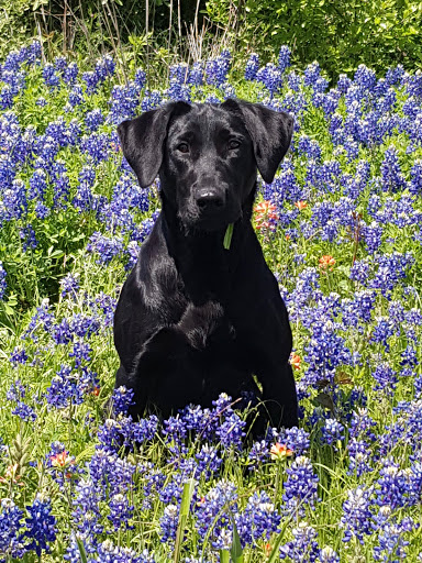 Club Mead Labradors