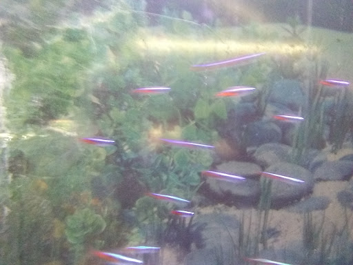 Tropical Fish Store «Delta Pet Center LLC», reviews and photos, 1370 Corporate Square Blvd, Slidell, LA 70458, USA