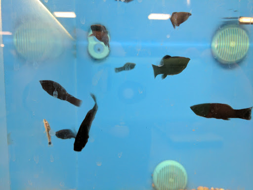 Pet Supply Store «PetSmart», reviews and photos, 150 Glynn Isle, Brunswick, GA 31525, USA