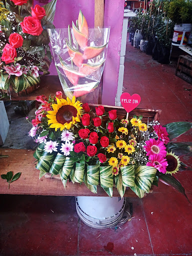 Floreria Anturio – Rincón de Romos