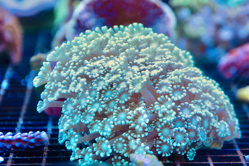 Tropical Fish Store «Greenwich Aquaria», reviews and photos, 1064 E Putnam Ave, Riverside, CT 06878, USA