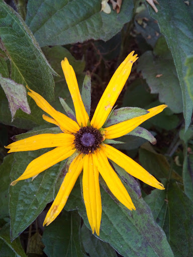 Chicken Restaurant «Chick-fil-A», reviews and photos, 45 Barber Blvd, Waynesville, NC 28786, USA