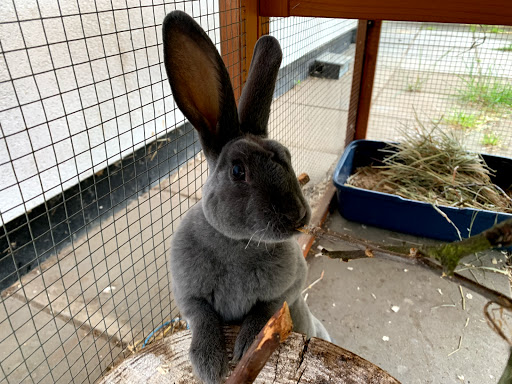 Animal Protection In Denmark Afd.For Stray Animals in Roskilde, Roskilde