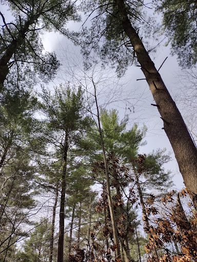 Hiking Area «Stony Brook Reservation», reviews and photos, Turtle Pond Pkwy, Hyde Park, MA 02136, USA