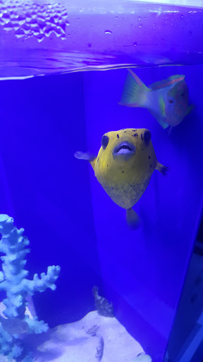 Tropical Fish Store «Pure Reef», reviews and photos, 12900 GA-9, Alpharetta, GA 30004, USA