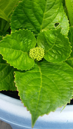 Book Store «Pipe & Thimble Bookstore», reviews and photos, 24830 Narbonne Ave, Lomita, CA 90717, USA