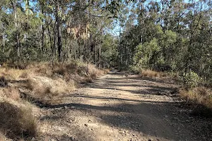 Nerang State Forest image