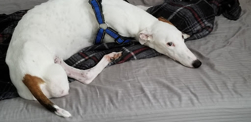 Pet Supply Store «Pet Supermarket», reviews and photos, 2924 13th St, St Cloud, FL 34769, USA