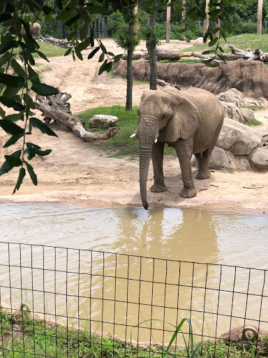 Transit Stop «Dallas Zoo Station», reviews and photos, 614 S. Ewing Avenue, Dallas, TX 75203, USA