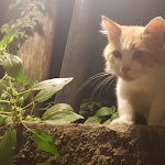 Photo n°5 de l'avis de Marina.i fait le 29/08/2019 à 00:15 sur le  La Sorgente del Melo à Vico Equense