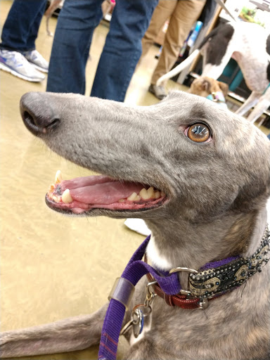 Pet Supply Store «Pet Supplies Plus», reviews and photos, 105 E Ogden Ave, Westmont, IL 60559, USA