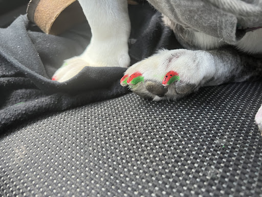 Pet Supply Store «For Pets Sake», reviews and photos, 2576 Montgomery Hwy # 6, Dothan, AL 36303, USA