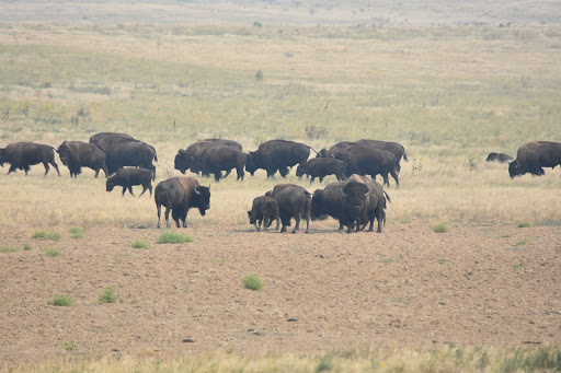 Wildlife Refuge «Rocky Mountain Arsenal National Wildlife Refuge», reviews and photos