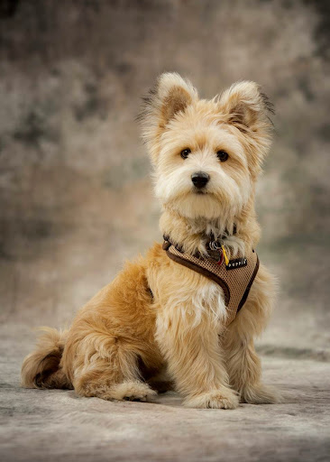 Pet Groomer «The Pet Station Salon and Boutique», reviews and photos, 9410 Norton Commons Blvd, Prospect, KY 40059, USA