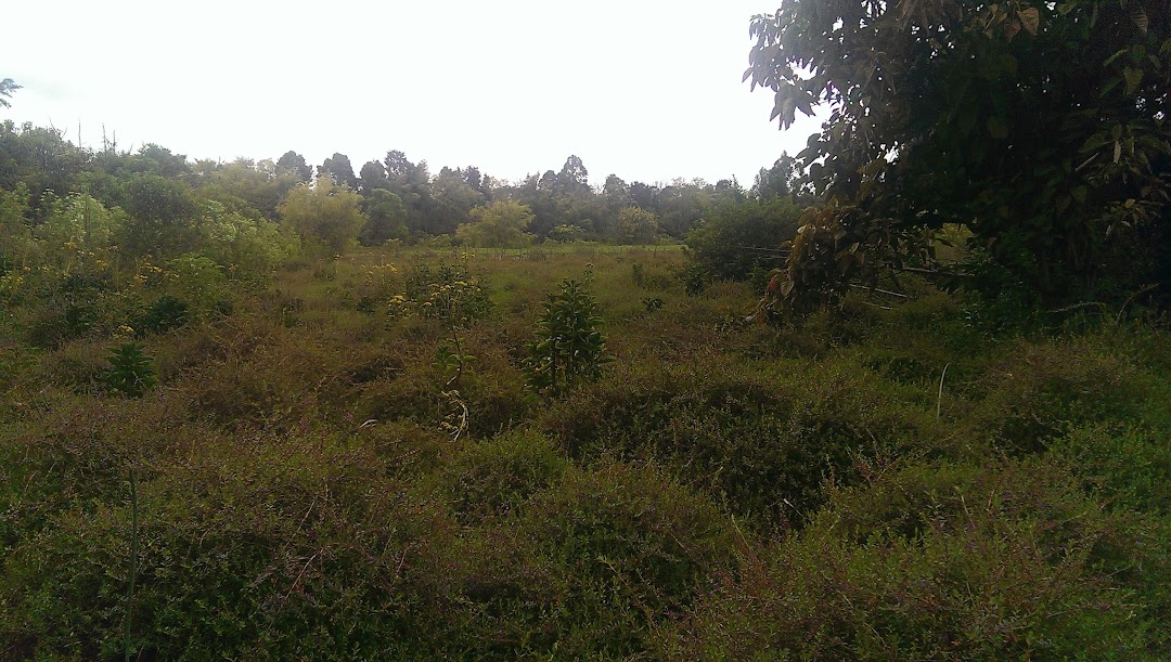 bosque nativo las mercedes