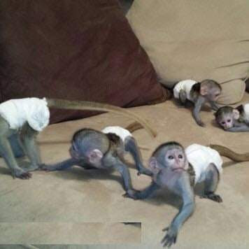 monkeys shop