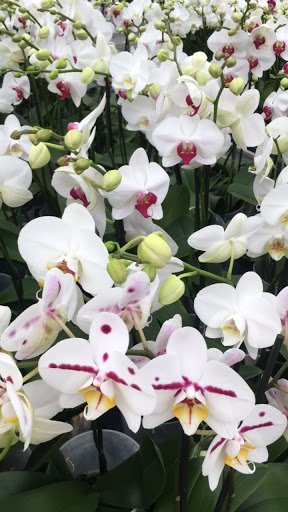 Wholesale Florist «Urban Jungle», reviews and photos, 2603 Sherman Ave NW, Washington, DC 20001, USA