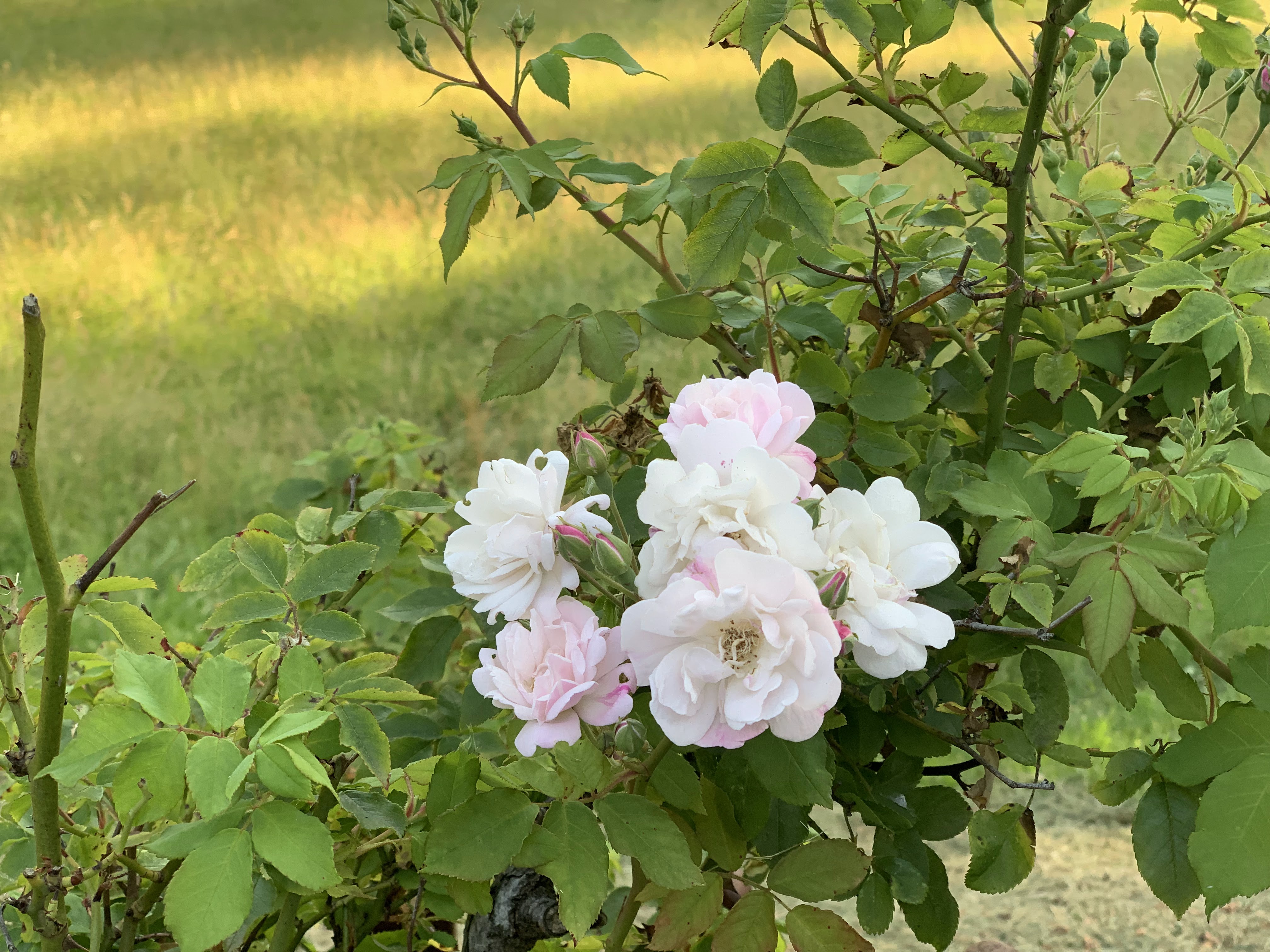 Photo n° 9 de l'avis de Alina.o fait le 11/07/2019 à 00:46