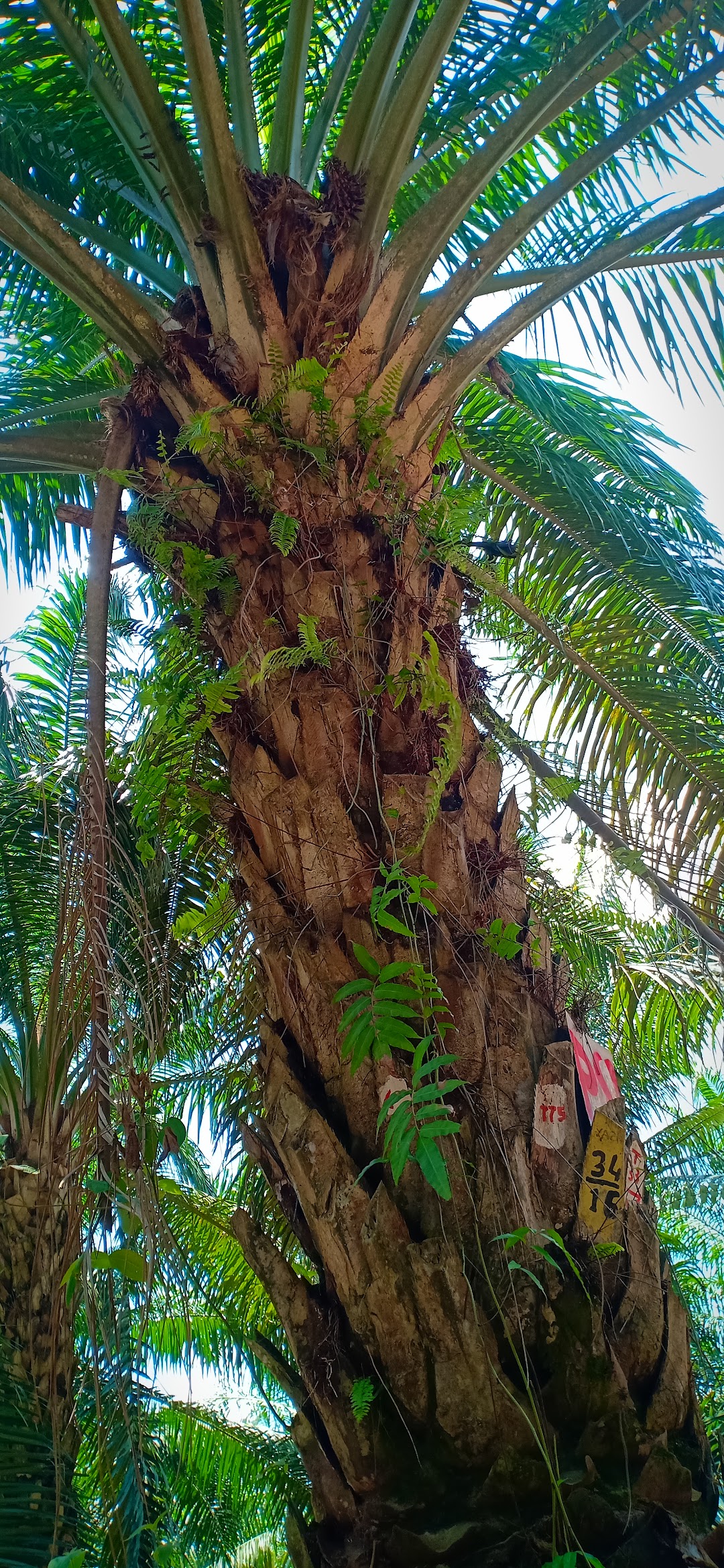 Ashram E