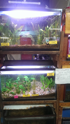 Tropical Fish Store «Fintique», reviews and photos, 701 West Ave, San Antonio, TX 78201, USA