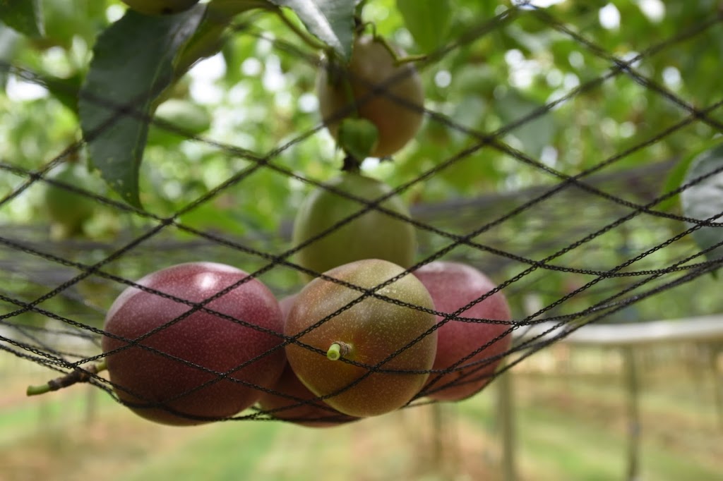 一芳水果茶 八德廣福店 的照片