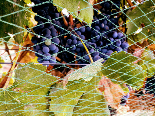 Winery «Benson Vineyards Estate Winery», reviews and photos, 754 Winesap Ave, Manson, WA 98831, USA