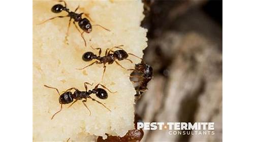 Pest & Termite Consultants