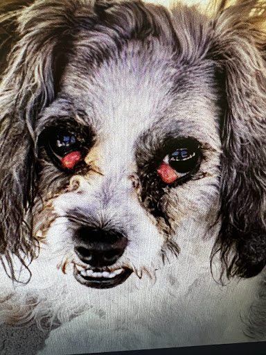 Pet Supply Store «Pet Food Express», reviews and photos, 1388 S California Blvd, Walnut Creek, CA 94596, USA